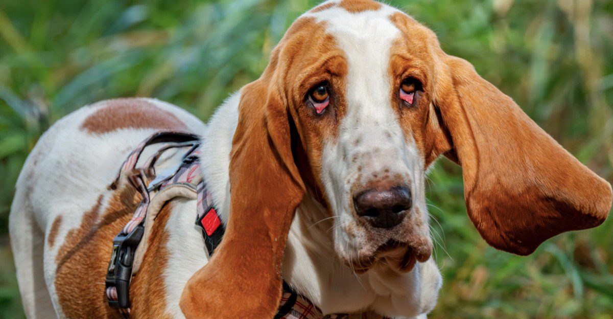 These dogs don't need dramatic personalities to become unforgettable companions 1 featured image 0e208d008535 70a6d2001700