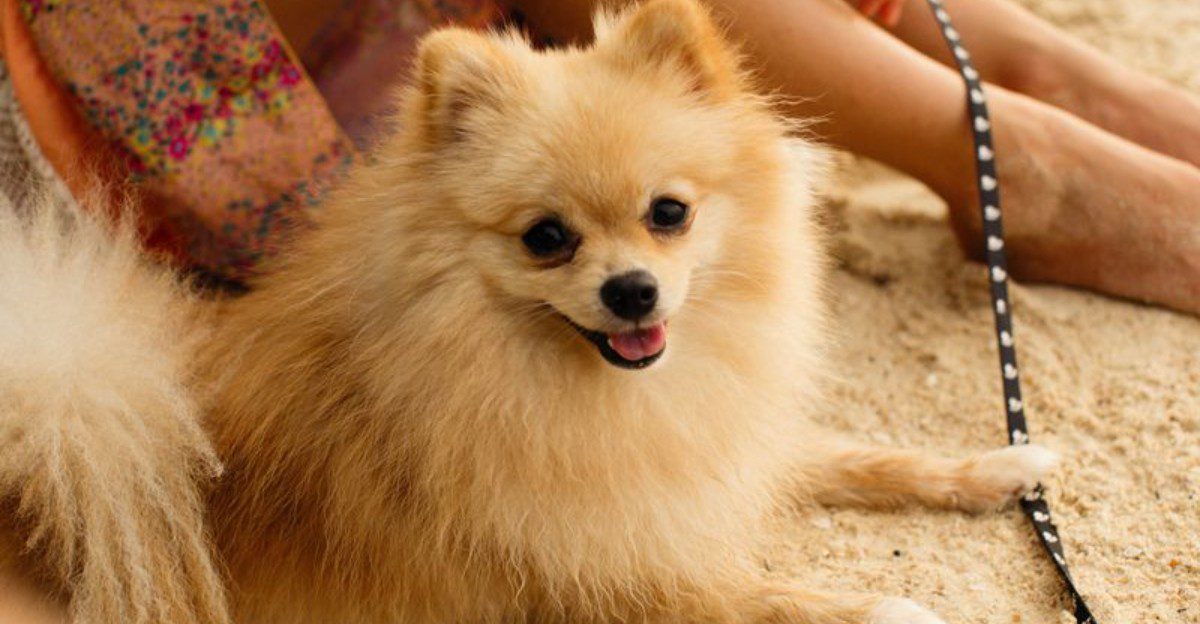 These unmistakable dogs keep appearing on everything from clothing to home decor 1 featured image 0f7bc19fa22b 2aa7796fd205