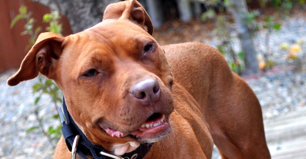 11 shelter breeds that may wait while everyone chooses the familiar face - until the right adopter looks twice 1 featured image 101952c9b9e0 cfe550f78af7