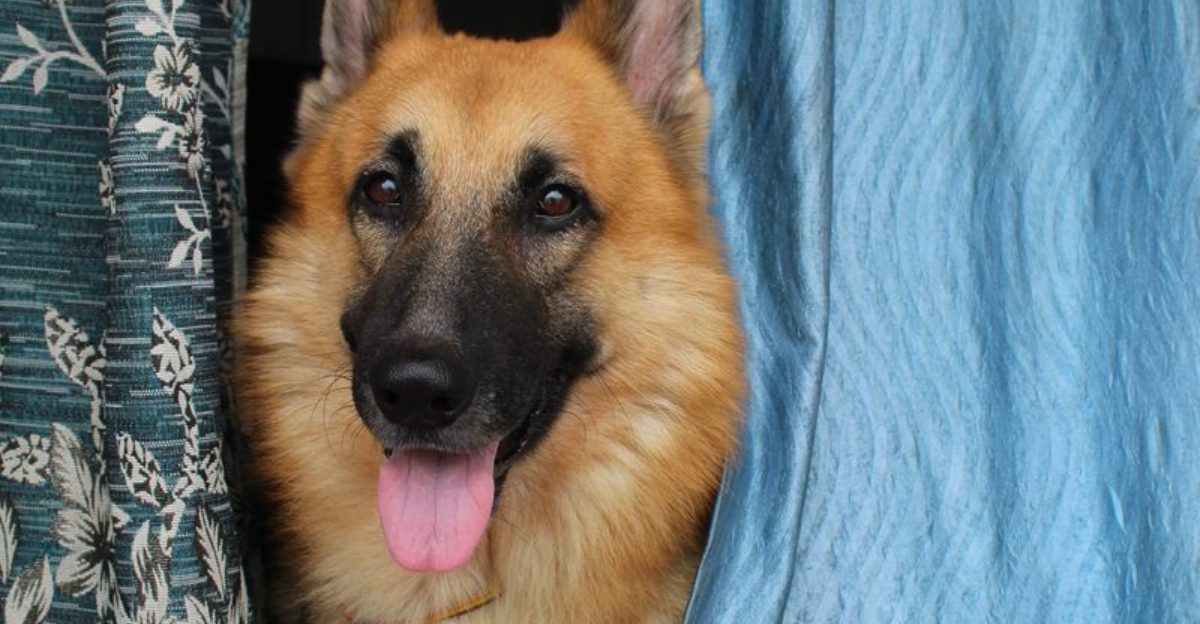 Everyone says they want a good dog - So why do dogs like these keep getting overlooked? 1 featured image 115d0541f054 e3d80455829d