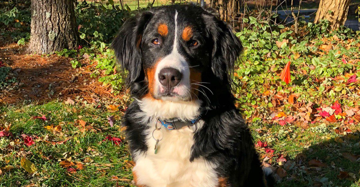 Puppy chaos doesn't last forever - These breeds can grow into wonderfully gentle adults 1 featured image 116282586736 e592cf8418de