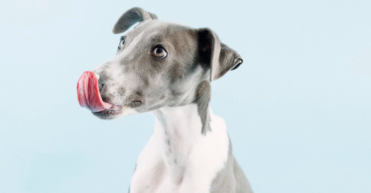 Forget the dog that keeps everyone on their toes - These breeds can make home feel noticeably calmer 1 featured image 1920b3f2b318 5826851b5b91