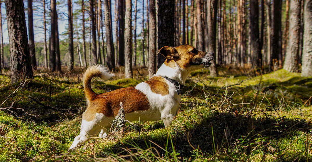The same routine doesn't work equally well for every dog - These breeds make personalization especially valuable 1 featured image 19f3e2aa31b8 e0d8157d884e