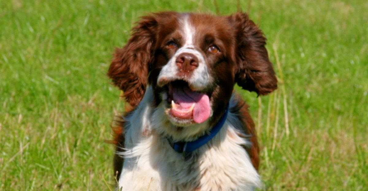 Some breeds get all the hype - These overlooked dogs keep doing the job without it 1 featured image 1b9ef94e5e5d 3f42ff68afab