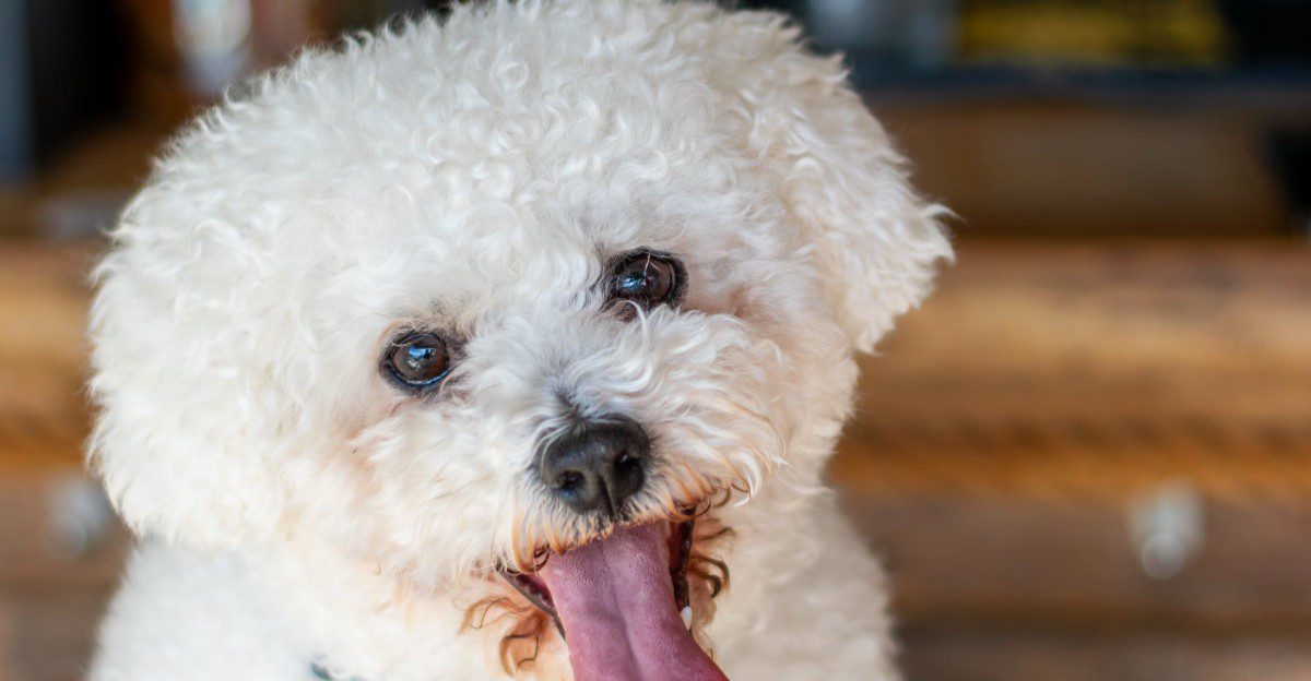 11 dogs that notice when something doesn't belong - and 3 that may simply wag their tails 1 featured image 1d9819acdaad 488d114fb2dd