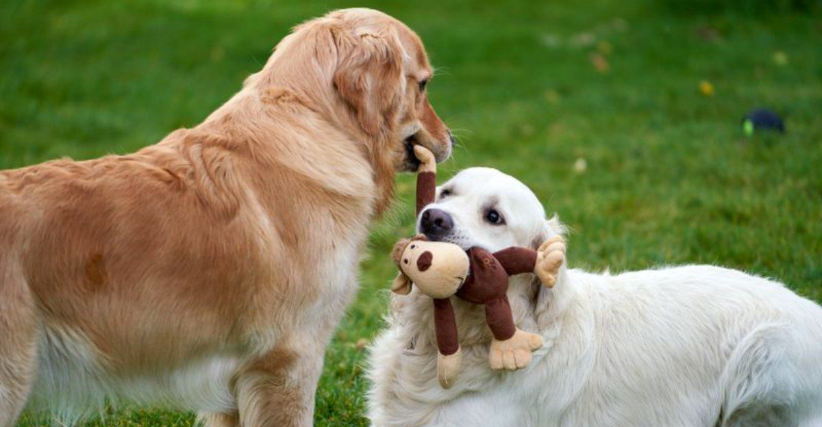 Your camera roll may never recover after bringing home one of these dogs 1 featured image 1f9c6fe1510f 2530a15c2f74