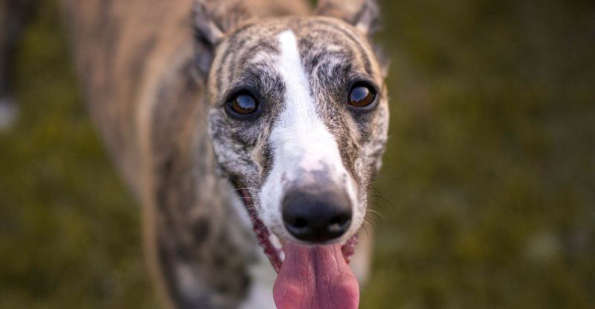 12 dog breeds that look like professional couch potatoes - Until you give them something to figure out 1 featured image 1fb1227817d7 cf0d97b89f08
