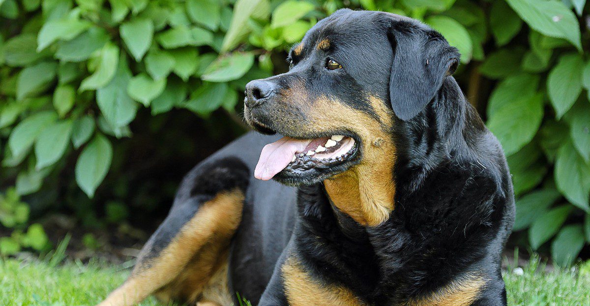 Calm doesn't mean unaware - These breeds can switch from relaxed to watchful when the situation changes 1 featured image 20e29f334181 60fbe0a96b7c
