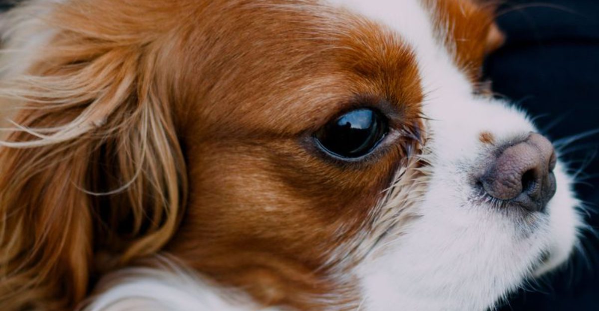 You wanted a dog - You may accidentally get a full-time shadow 1 featured image 22f1452568d6 1a9aba7adede