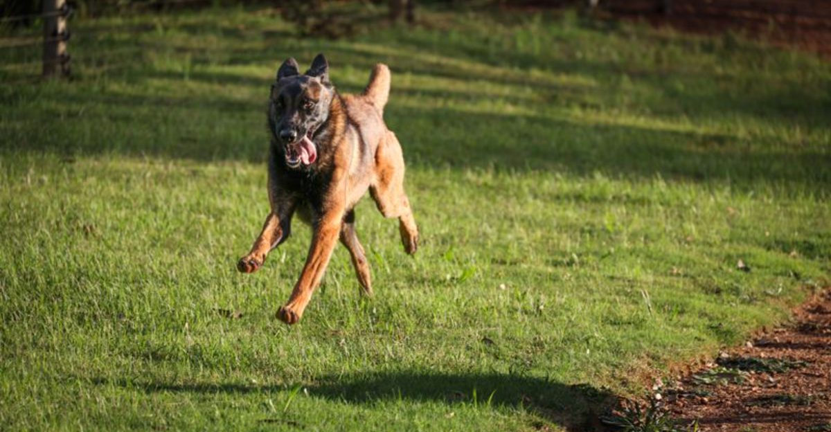 Choose the wrong energy level and your dog's morning routine may become your new fitness program 1 featured image 25809712b061 f6c6dbe0f238