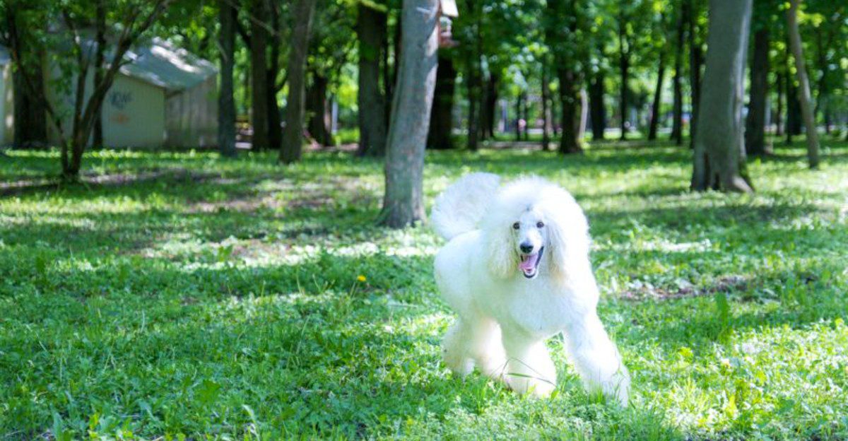 Think younger owners only want trendy little dogs? These breeds challenge that stereotype 1 featured image 25dbf45d0ac0 f0955cbb666c