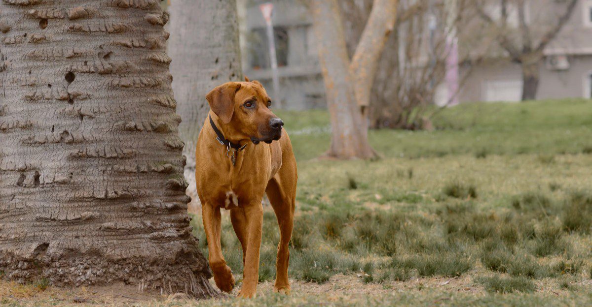 Some dogs prefer a little personal space - That doesn't mean they aren't attached 1 featured image 2689274e58a4 e9fc3559e27f
