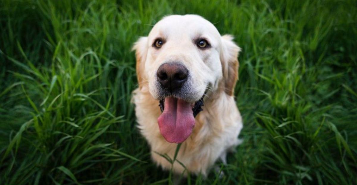 The dangerous part isn't meeting these dog breeds - It's trying to walk away without wanting one 1 featured image 276f225a9dce ac8d7fba3ffe