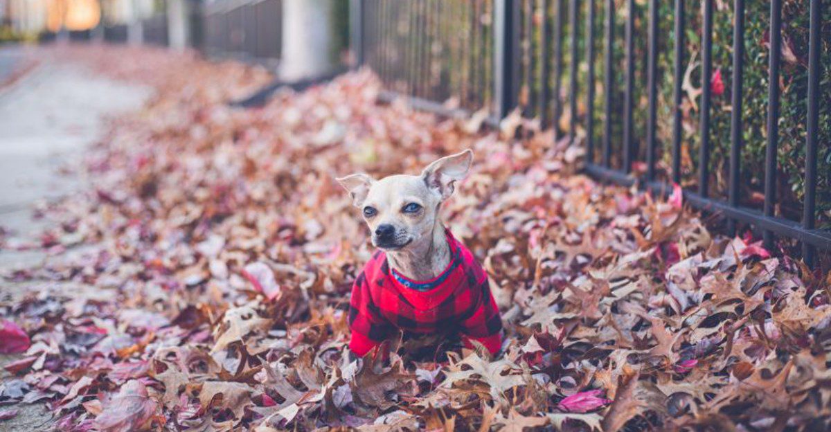 Dog ownership doesn't always have to feel like another full-time job – These 11 breeds show why 1 featured image 290a36038684 4eb79c95390d