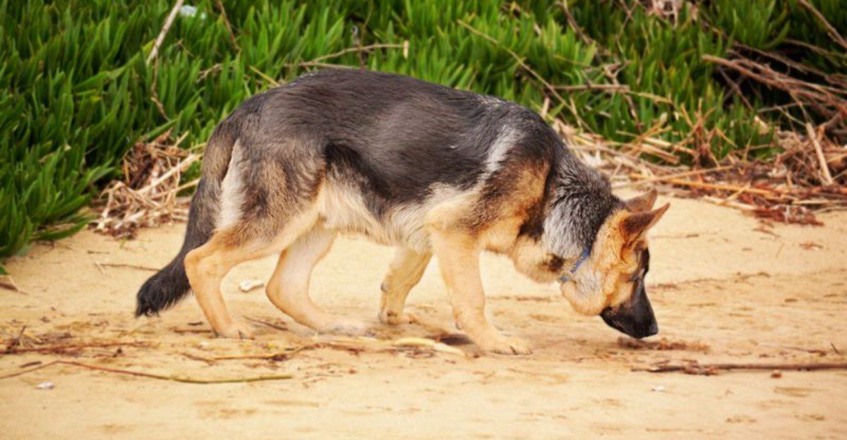 Before buying another toy your dog ignores, try giving its brain something harder to chew on 1 featured image 2b1beba08108 a7bc4c8ad32c