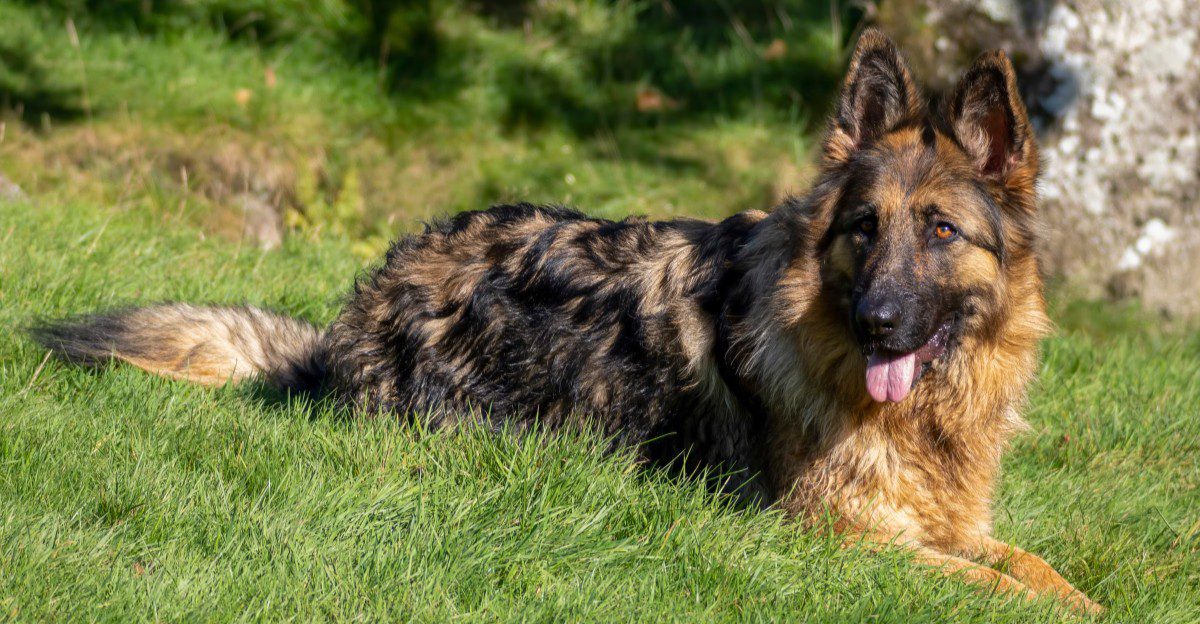 Everything around them can become chaotic - These dogs often seem to get more focused instead 1 featured image 3039063f3378 5f89bd0ceab4