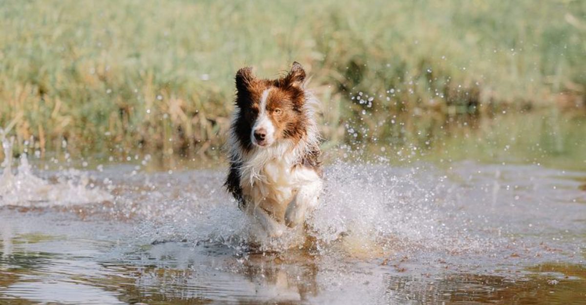 Food, water and two walks a day? For these dogs, that's only the beginning 1 featured image 37cfde12b659 85e6b75ff5f4