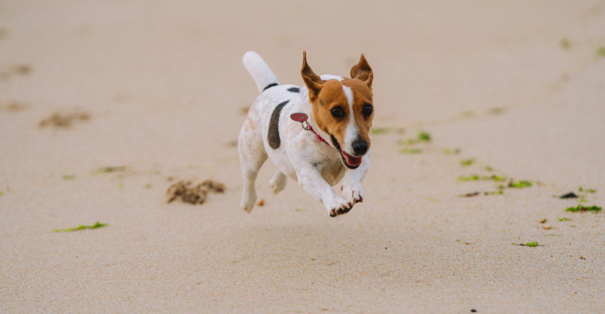 12 dog breeds that can lose their homes because owners expected a completely different dog 1 featured image 396a60100732 82bf90df410b