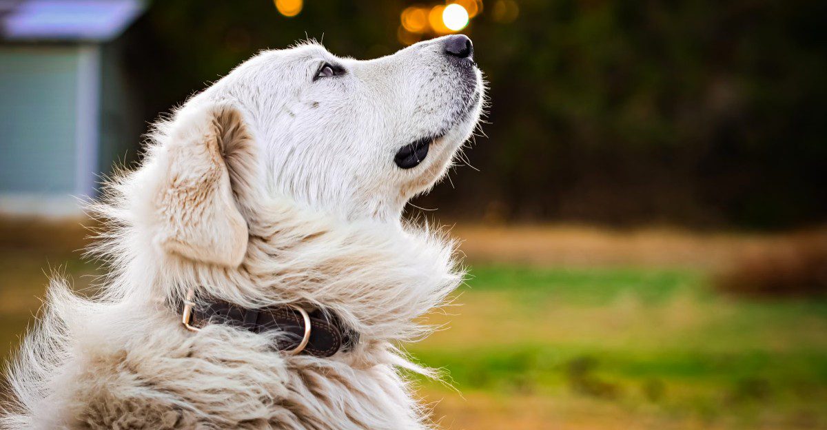 Puppy energy isn't the whole story - Some breeds seem to arrive with a surprisingly thoughtful side 1 featured image 39c413491ecf b9f29c6ab0ad