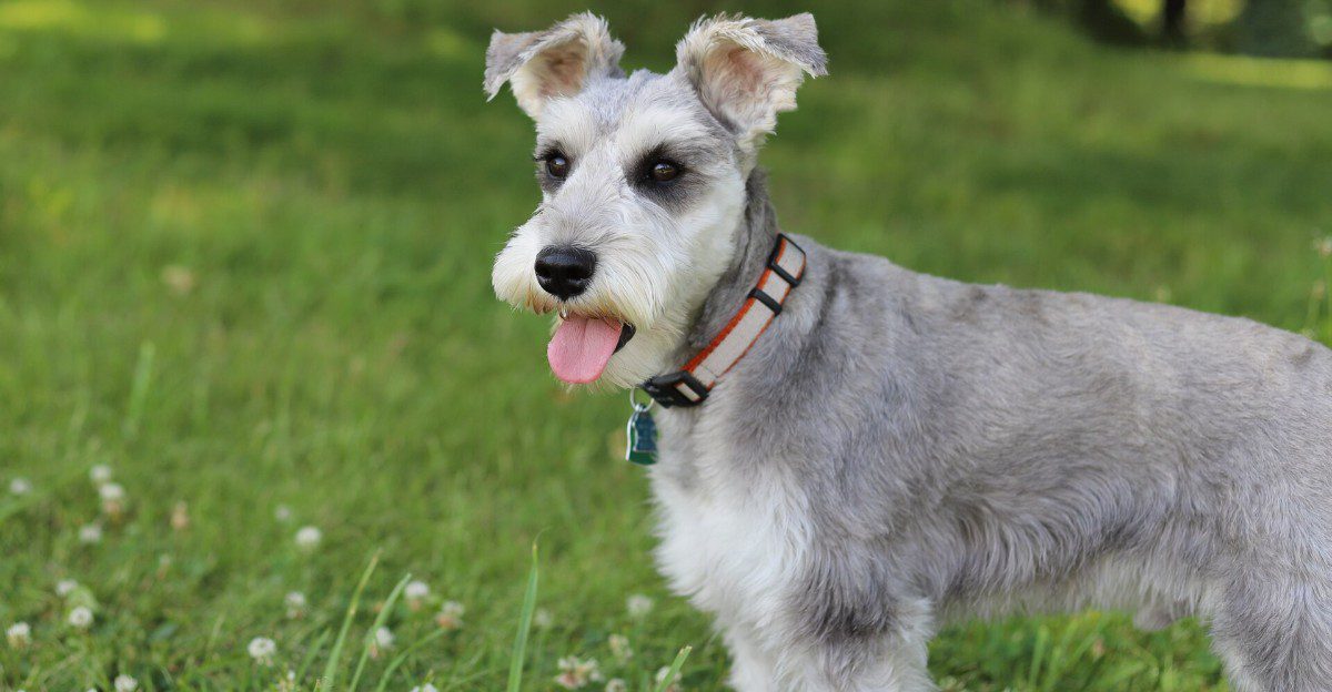 No fence, no lawn, no problem? For the right dog and the right routine, it can be more realistic than you think 1 featured image 3caf71ff3570 c1ac9c2d4993