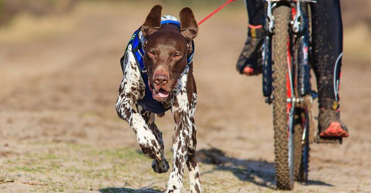 Some dogs enjoy running - These breeds were practically designed around it 1 featured image 3ce9d9ff0d1c b5b43ea09fff