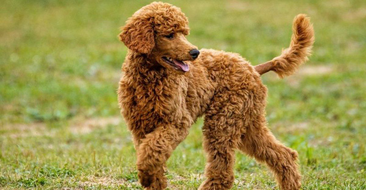 Your sofa doesn't need to grow a second coat every week - These dogs tend to shed less 1 featured image 3d3381778a6d 06d7b20ad331