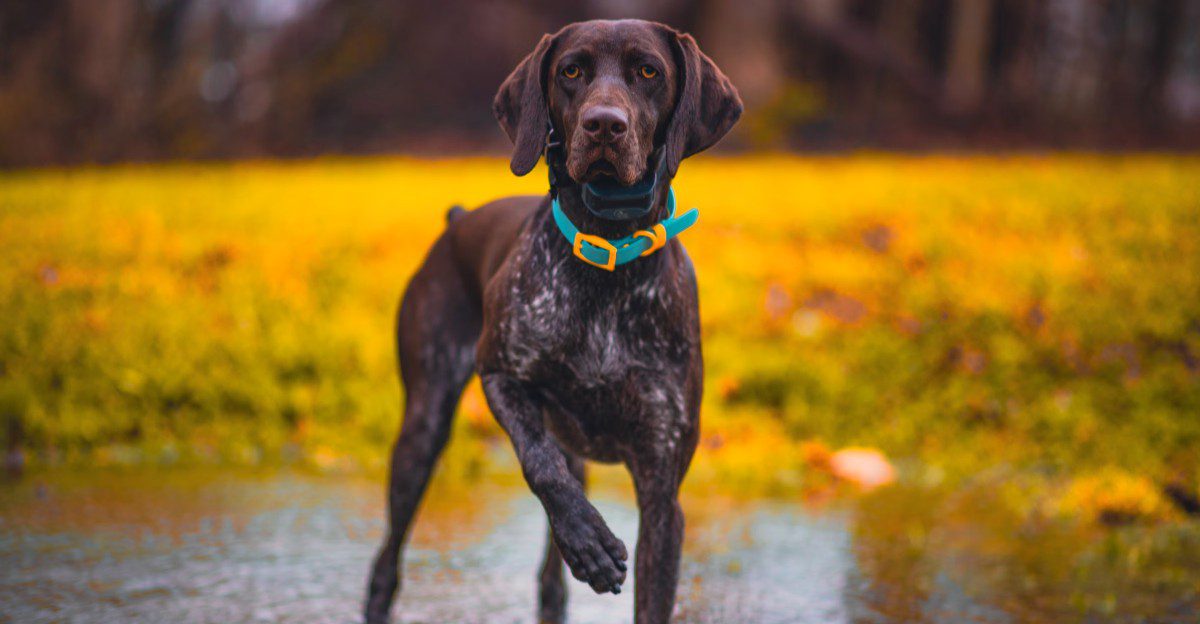 Strong household fragrances can bother dogs more than owners realize 1 featured image 3ec54c1ea963 6ceb1e01c35b