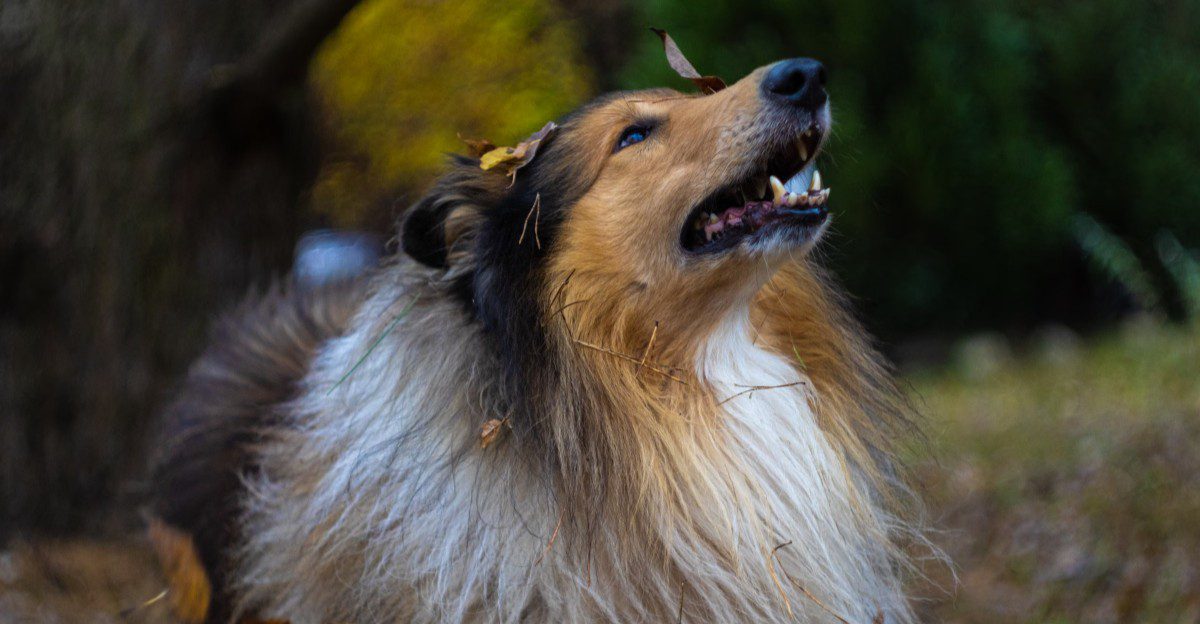 Everyone looks relaxed - These dogs may still be watching the one thing that changed 1 featured image 4b3cac0fe24d ab731f4967e5