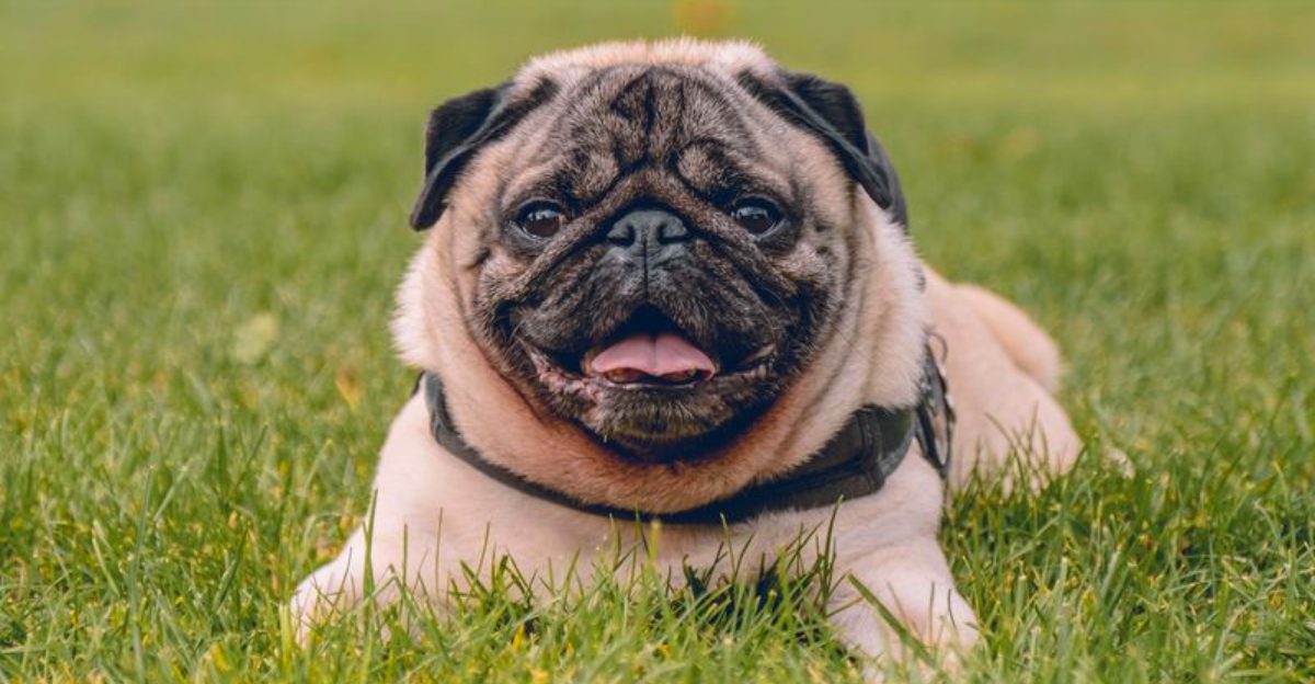 If personal space matters to you, these dogs may test that relationship immediately 1 featured image 4c417b2ec897 257f12d06c4d