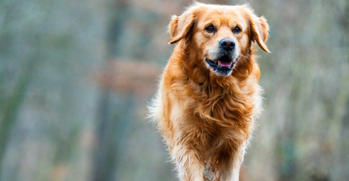 You brush, bathe and trim - but owners of these 12 dog breeds often forget the ears 1 featured image 4db7e3314553 c654994712d2