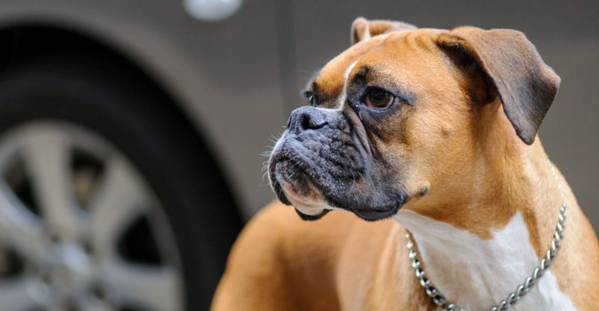 Built for serious jobs, these dog breeds combine powerful physiques with impressive jaws 1 featured image 4fd768e93ce8 26bcb0a7c44d
