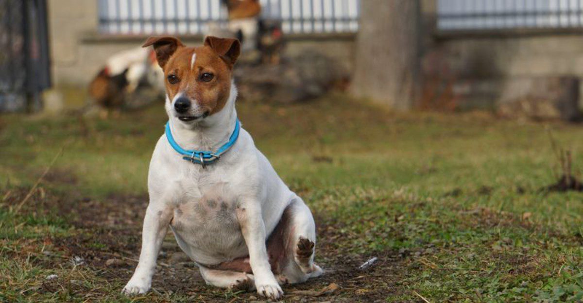 Think tiny dogs know they're tiny? These breeds provide some hilarious evidence to the contrary 1 featured image 52e4eb2babea 649b04085b66
