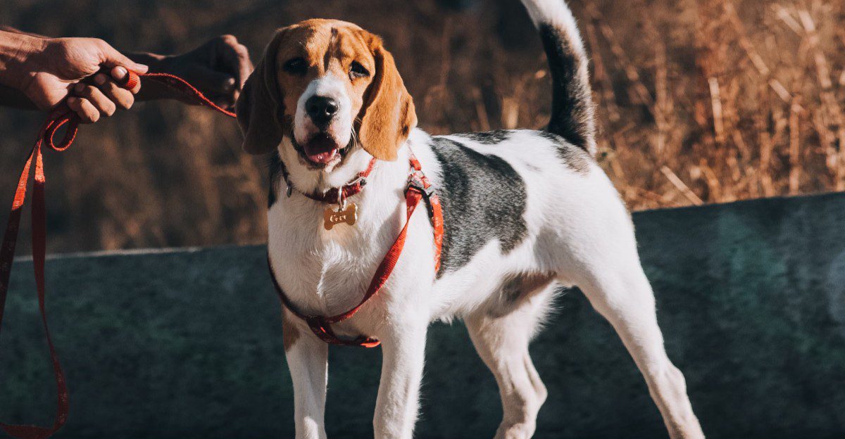 The internet makes one type of dog look unavoidable - Younger owners aren't necessarily following the script 1 featured image 58e66b7aa0bd aa53bc08a3d2