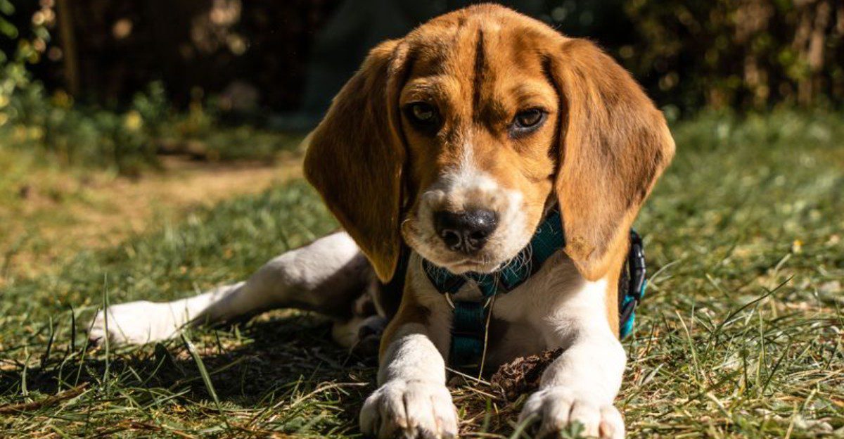 Some dogs practically require their own beauty schedule - These breeds are refreshingly different 1 featured image 5a4f0a6640b2 f4a17d5bc873