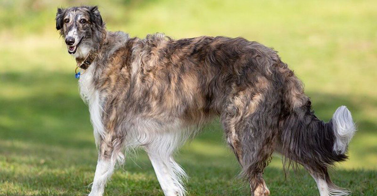 Some dogs want to participate in absolutely everything - These breeds are often better at giving you breathing room 1 featured image 5b94b15a94f6 18d53ef763ac