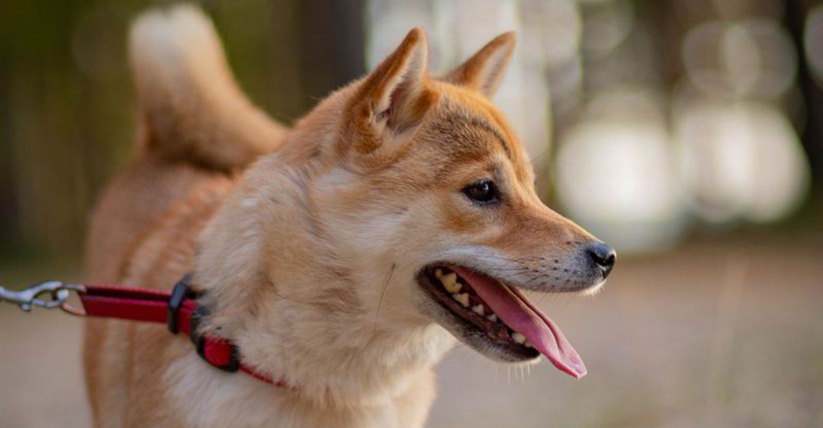 Some dogs climb into your lap - These 10 breeds may prefer loving you from across the room 1 featured image 5e07ffb5c941 9d49a90a2fe7