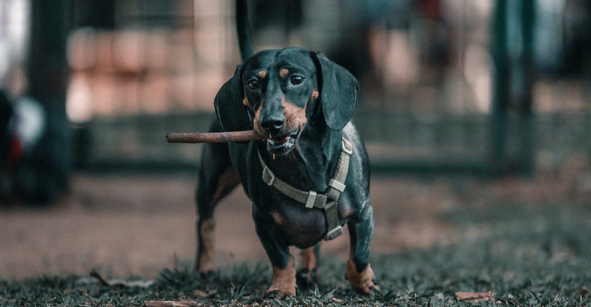 These self-directed breeds can appear stubborn when inconsistent training makes commands optional 1 featured image 60171486713e fae603cde8e7