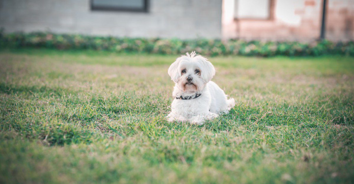 These small dog breeds can be especially prone to dental problems as they age 1 featured image 6540404f5e83 60c26e7bce72
