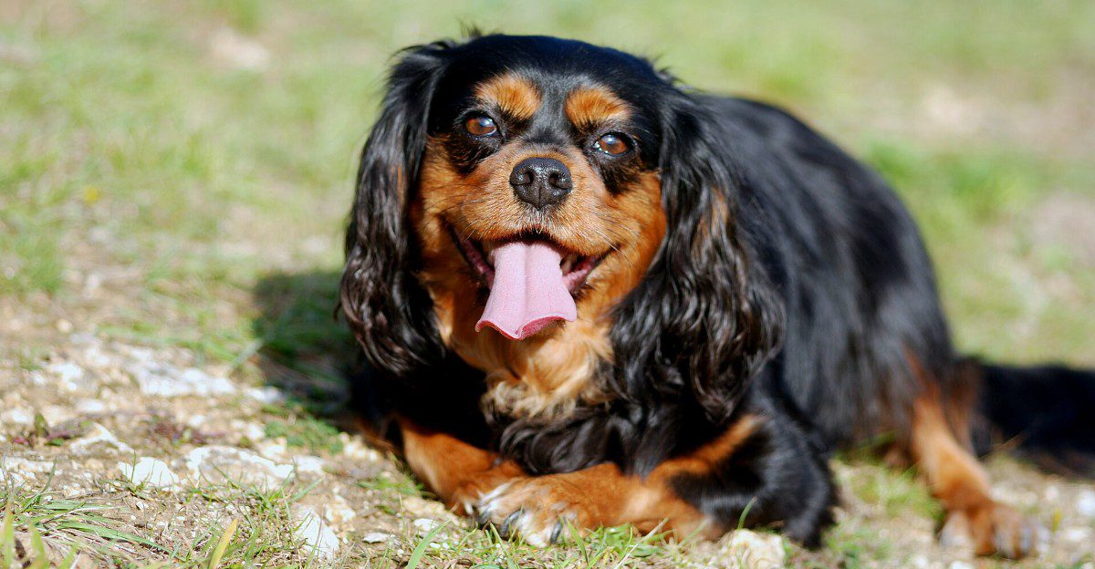 12 impressive dog breeds that can struggle with ordinary home life - plus 3 that adapt with less drama 1 featured image 65b09036559d c1b225c42f7b