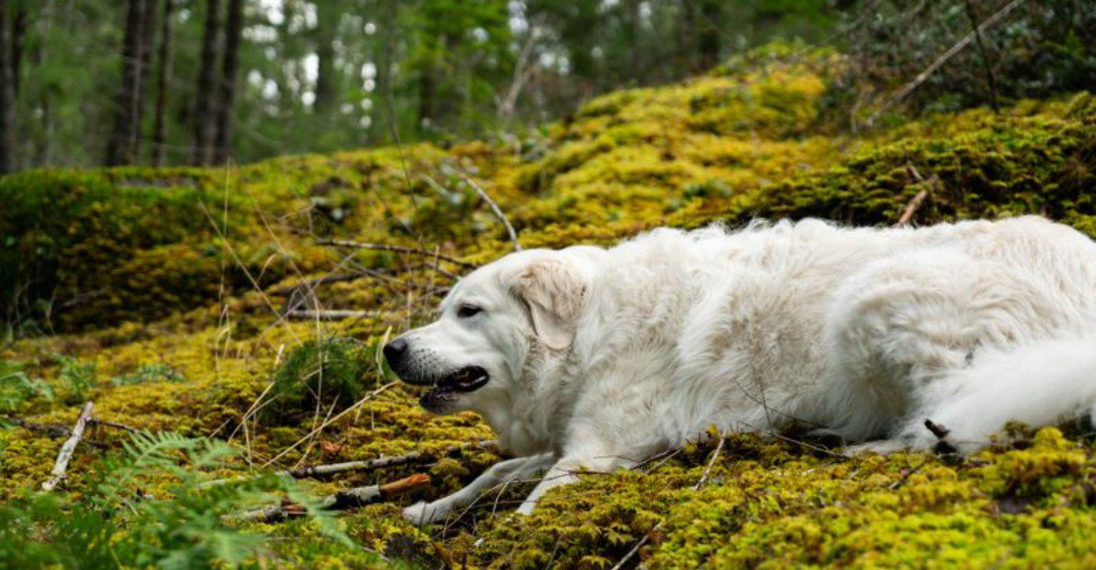 Think a friendly dog should tolerate attention whenever you want? These 10 breeds challenge that idea 1 featured image 6689bb4cb057 a8b3cd4a337d