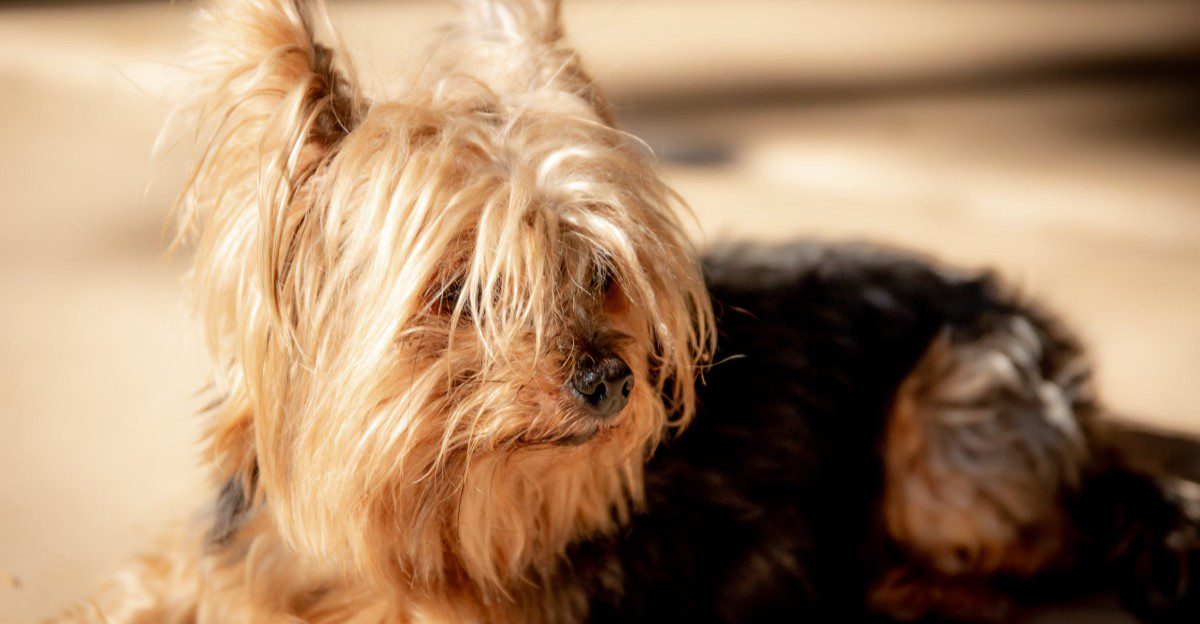 Count how many rooms you can enter alone after bringing home one of these dogs 1 featured image 6e8da205ba4d 2eaa4c2c6fca