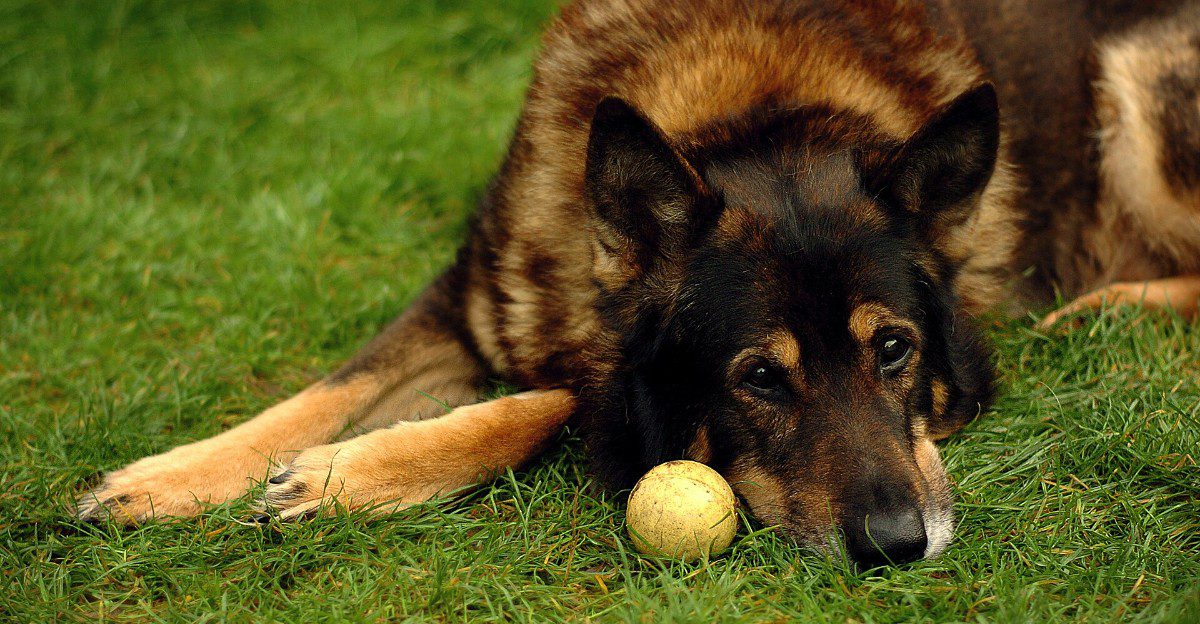 Some dogs make toys last for months - These breeds can treat durability claims like a challenge 1 featured image 70e6694d7221 77dbd9cf4e8a