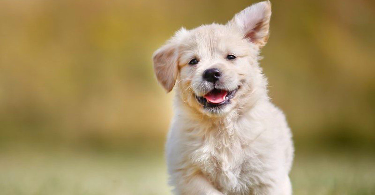 These mild-natured dogs put temperament ahead of intimidation 1 featured image 71d24204ff59 afdc7fcaef95