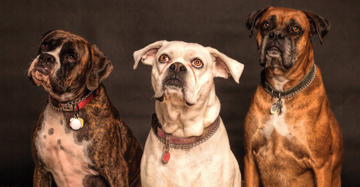 Become important to these breeds and the relationship may last far beyond the everyday routine 1 featured image 79f85383bcb2 b892a8901b72