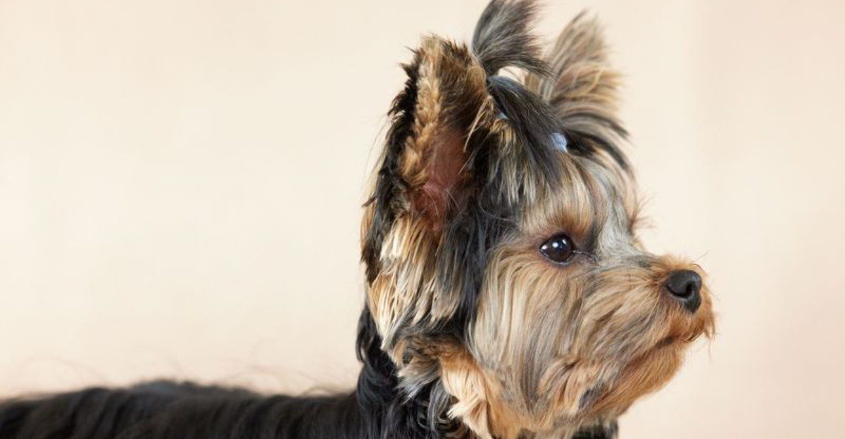 Before trying the latest dog food trend, consider what your dog's breed actually needs 1 featured image 7affeedc767a 081fa57b0d6f
