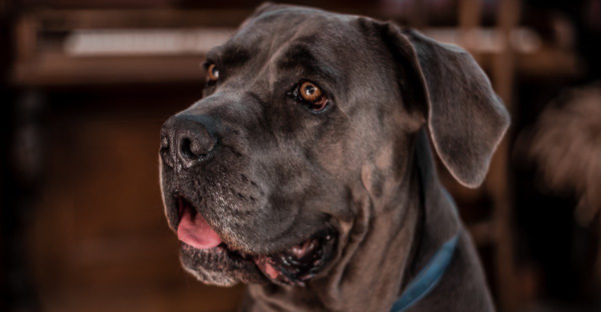 Calm enough to sleep beside you, alert enough to notice unusual activity - These breeds can offer both traits 1 featured image 7dd99c85c9dd fc25b8813293