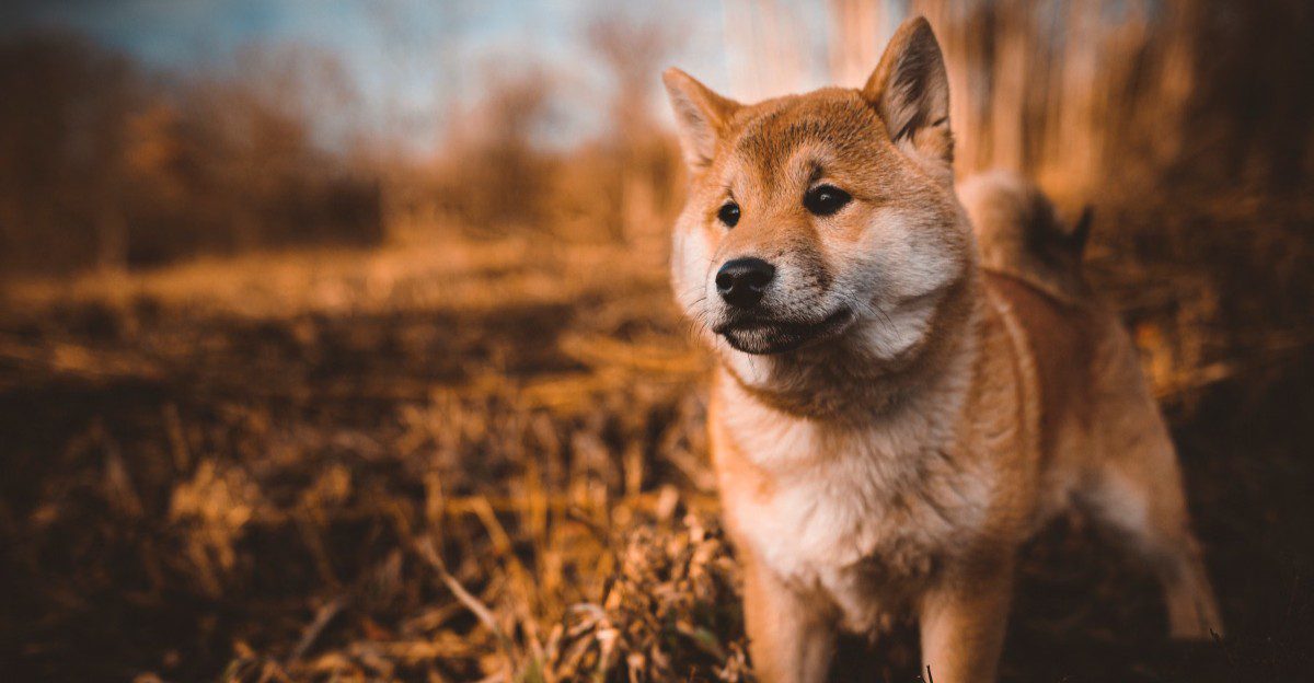 These 13 dog breeds may occasionally skip food - but sudden refusal can tell a different story 1 featured image 80ac4449edae 174bc8eb22d6
