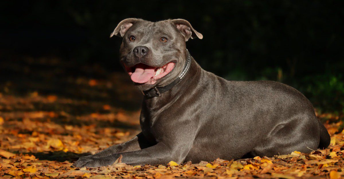 Live alone? These dogs may make you forget what an empty house used to feel like 1 featured image 842a94875183 d35abb82ad9b