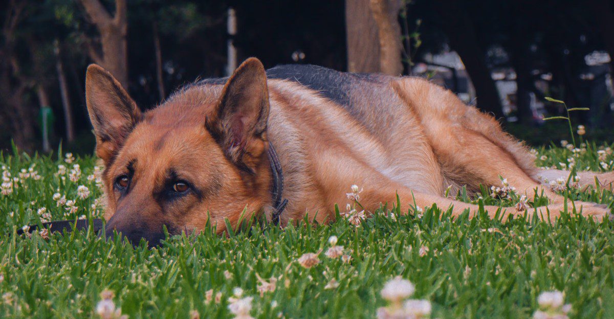 11 dog breeds that don't need louder owners – they need clearer ones 1 featured image 85b8f9255882 44a93b9b1bee