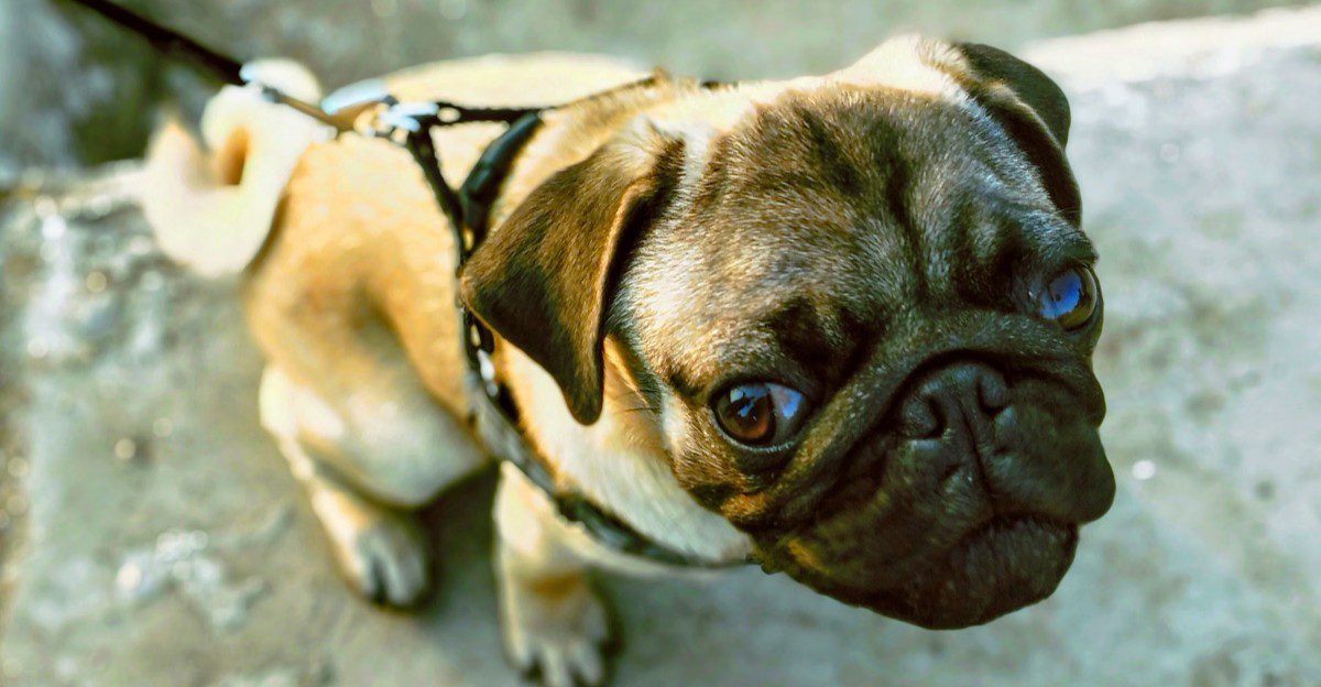 Long walks aren't essential for every dog - These breeds can thrive with a smarter daily routine 1 featured image 8a353772a8e1 bd638ca8a55e